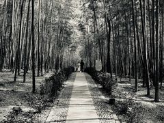 -大奇山国家森林公园