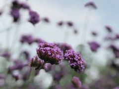 -杭州城北体育公园