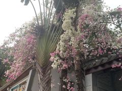 -深圳国际园林花卉博览园