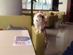 -萌喵宠狗爱心宠咖