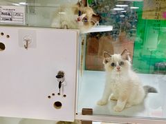 -李小姐の猫咖啡馆(五角场店)