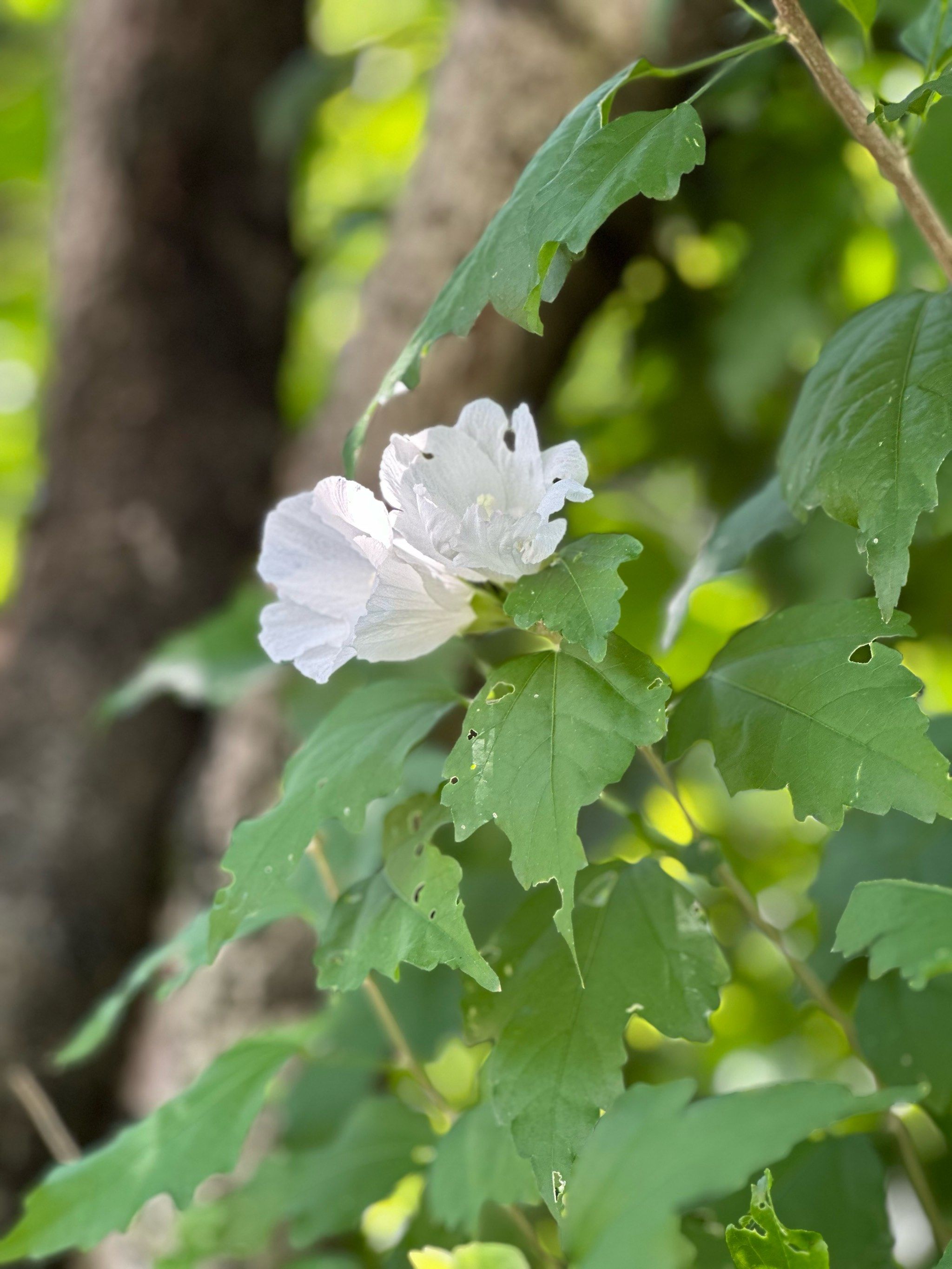 shrub althea flower木槿花