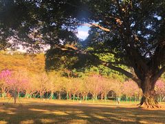-荔香公园