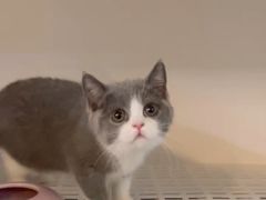 -lincat·猫舍(广州店)