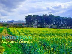 -光明小镇欢乐田园