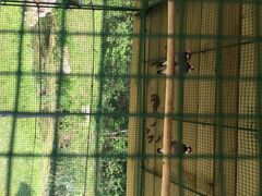 鸟-沈阳鸟岛