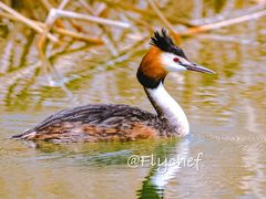 -野鸭湖国家湿地公园