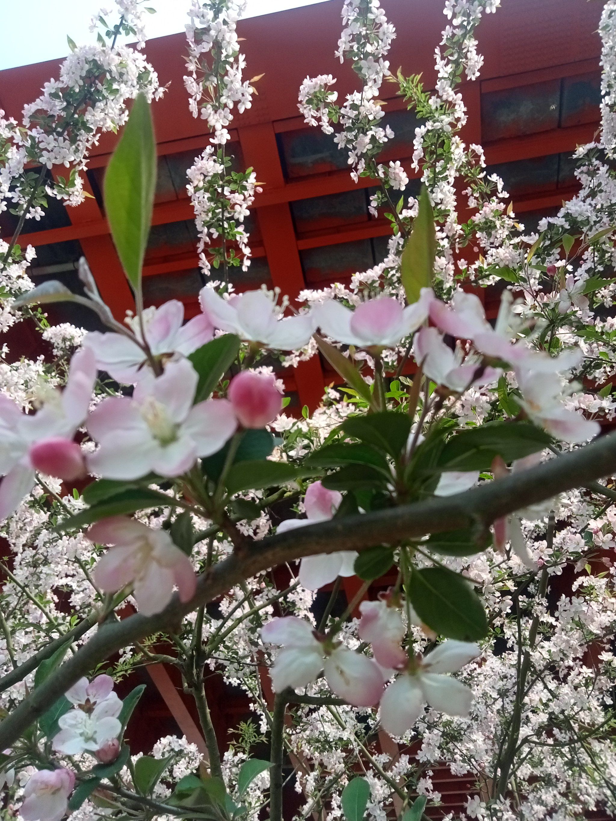 春天花开啦