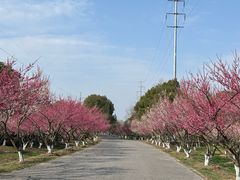 -上海海湾国家森林公园