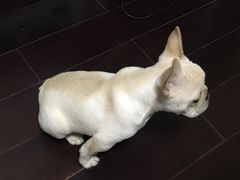-达爱动物医院·犬猫分区·CT·复杂眼科(远洋山水分院)
