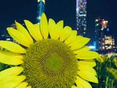 -花城苑广府菜(海心沙店)