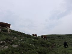 -灵山