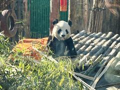 -大连森林动物园