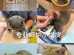 -御宝贝·A梦猫科宠物医院(国际猫友好医院)