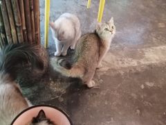 -喵屿·大理花园猫咖