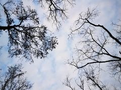 -梅花山(明孝陵内)