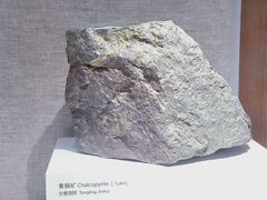 -上海自然博物馆