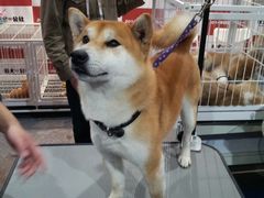 -东浩兰生上海世博展览馆