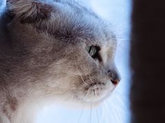 -more than meow吴止猫主题餐厅(承德 中船汇店)