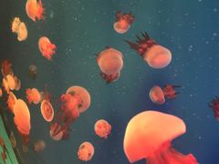 -福州罗源湾海洋世界旅游区