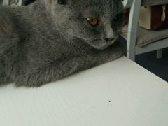 android_upload_pic-喵的天空名猫咖啡馆·撸猫·猫舍·用品