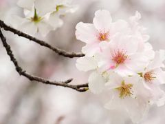 -天适樱花悠乐园
