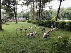 -广州长隆飞鸟乐园