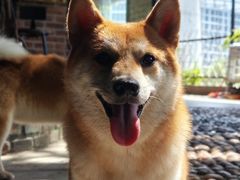 -柴犬高等学院·狗咖·柴犬售卖·宠物训练