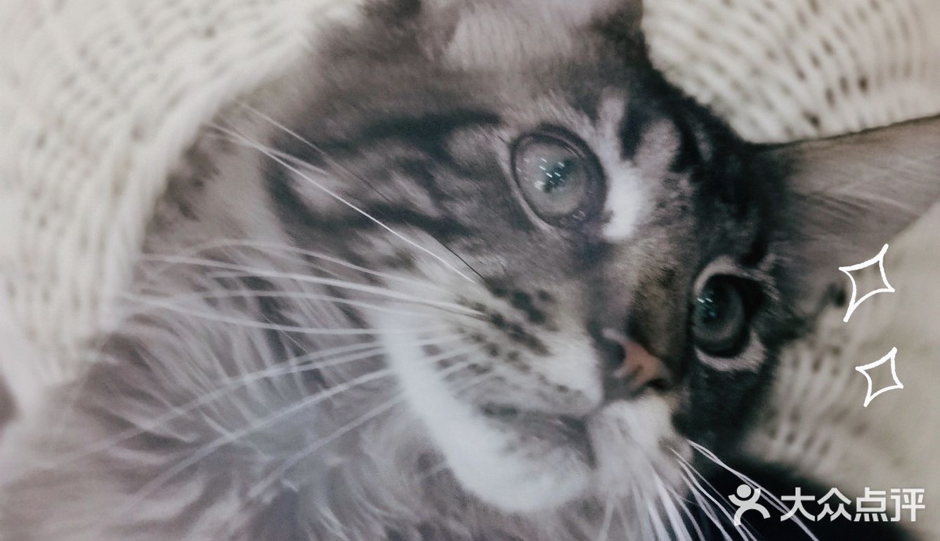 猫猫🐱狗狗🐶，更爱哪个？