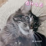 猫猫🐱狗狗🐶，更爱哪个？