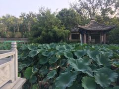 -莲湖公园