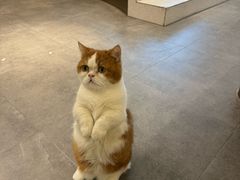 -飞行喵MR PILOT|猫舍·猫咖(静安大融城店)