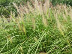 -白鹭湾湿地公园