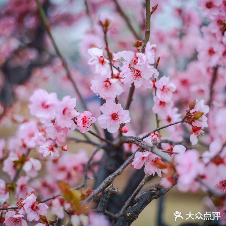 武汉旅行攻略/武汉东湖磨山樱园