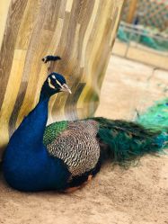 -萌宠亲子动物乐园(槐房万达店)