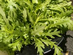 -煲宫猪肚鸡(昆山金鹰国际购物中心店)