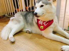 -Husky Go! 哈士奇体验馆·宠物咖啡厅狗咖