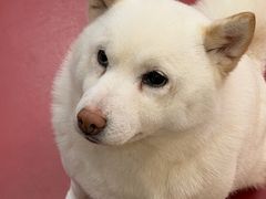 -和它·交个朋友·狗咖猫咖(爱琴海店)