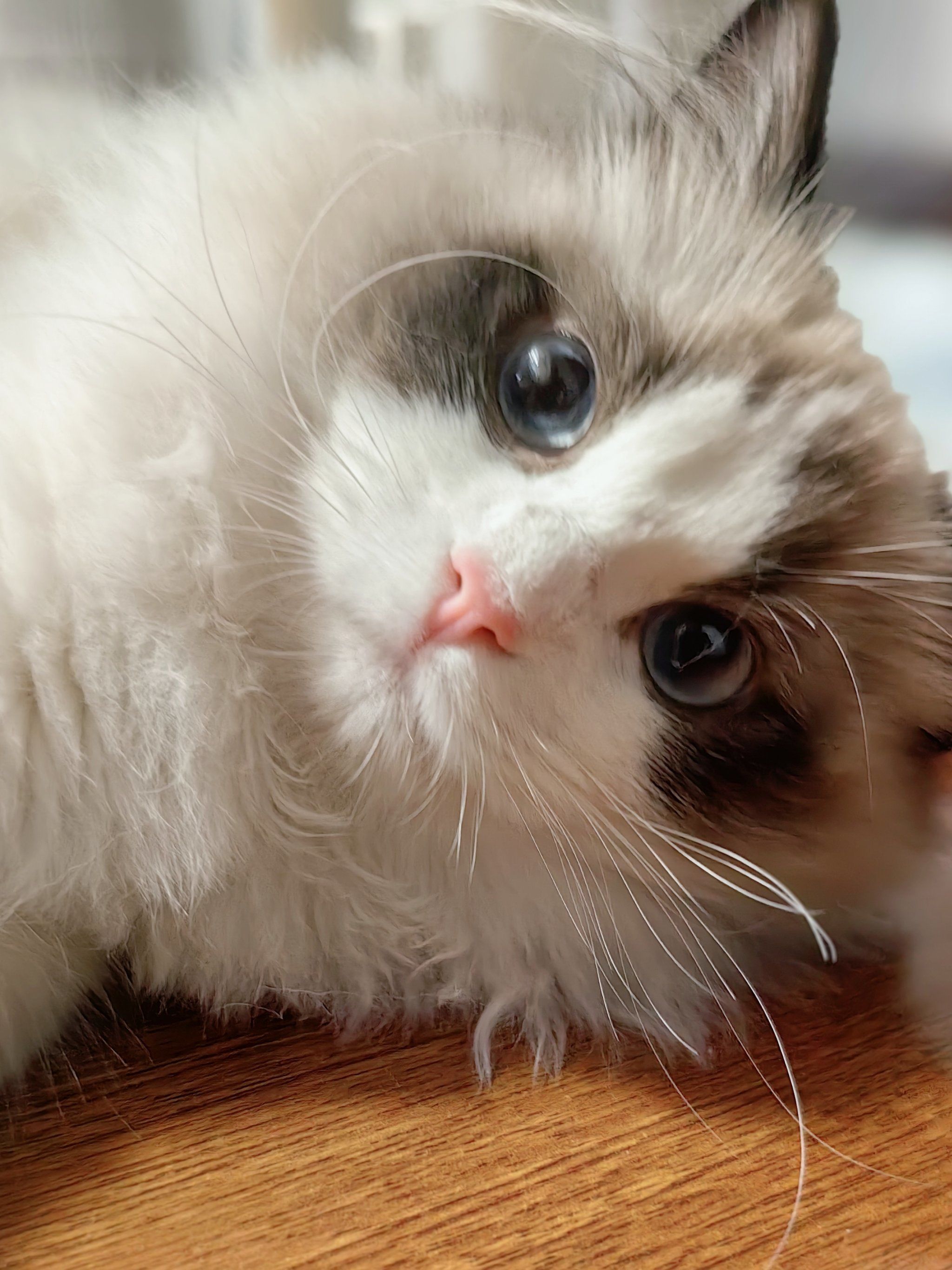 傻傻呆呆的猫猫,睁着大眼睛的样子是不是萌到你啦!
太可爱啦!