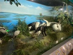 -吉林省自然博物馆