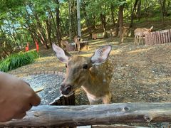 -大连森林动物园