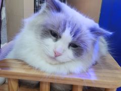 -喵园·猫主题咖啡厅·撸猫·猫咖(国贸店)