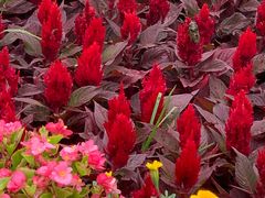 -大兴滨河森林公园