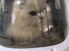 -思琪宠物医院(昆山花桥店)