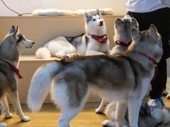 -Husky Go! 哈士奇体验馆·宠物咖啡厅狗咖