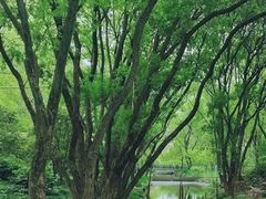 -上海共青森林公园