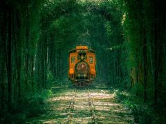 -合肥滨湖国家森林公园