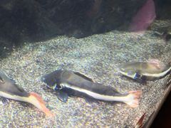 -太平洋海底世界