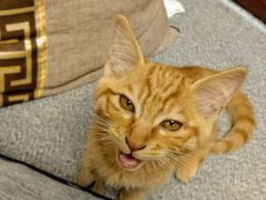 貓咪-大观园影院式足浴Spa店(沙坪坝店)