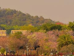 -长洲岛